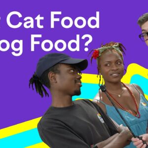 Best Cat Food vs. Dog Food? | Which Cat is Cooler?