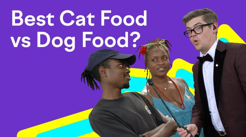 Best Cat Food vs. Dog Food? | Which Cat is Cooler?