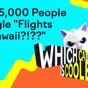 Did 15,000 People Google “Flights to Hawaii?!?” | Which Cat is Cooler?