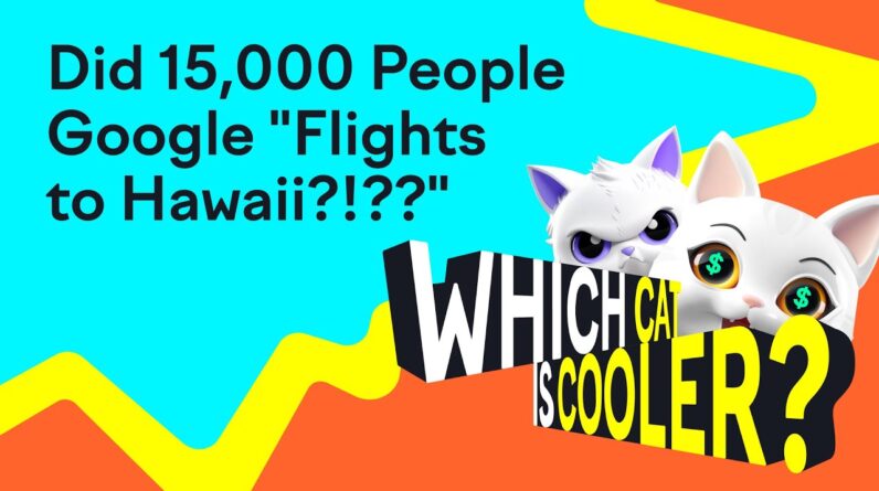 Did 15,000 People Google “Flights to Hawaii?!?” | Which Cat is Cooler?